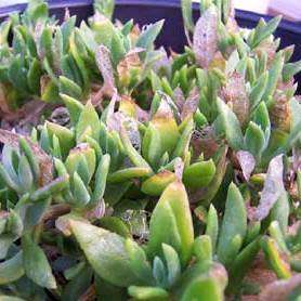 Sceletium emarcidum Kanna Seeds - Indigenous Ethnobotanical Succulent Mesemb Herb