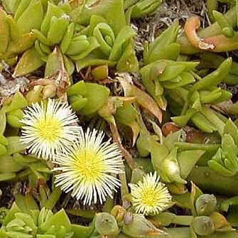 Sceletium emarcidum Kanna Seeds - Indigenous Ethnobotanical Succulent Mesemb Herb
