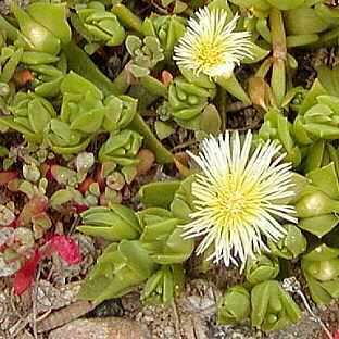 Sceletium emarcidum Kanna Seeds - Indigenous Ethnobotanical Succulent Mesemb Herb