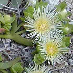 Sceletium emarcidum Kanna Seeds - Indigenous Ethnobotanical Succulent Mesemb Herb