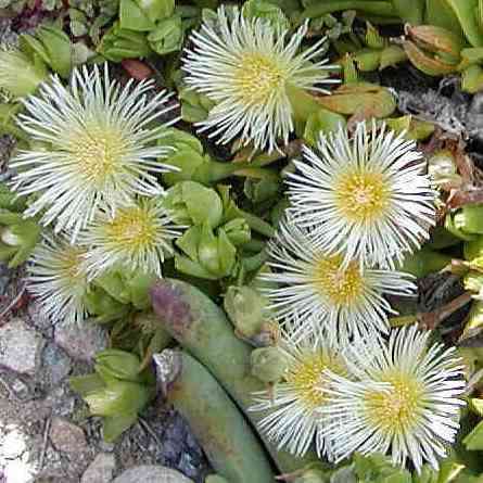 Sceletium emarcidum Kanna Seeds - Indigenous Ethnobotanical Succulent Mesemb Herb