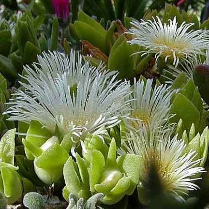 Sceletium emarcidum Kanna Seeds - Indigenous Ethnobotanical Succulent Mesemb Herb