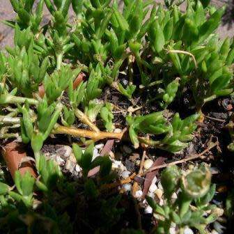 Sceletium emarcidum Kanna Seeds - Indigenous Ethnobotanical Succulent Mesemb Herb