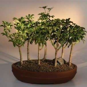 Schefflera arboricola - Hawaiian Elf Schefflera Bonsai Seeds + Bonsai eBook