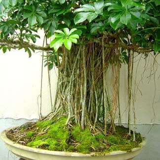 Schefflera arboricola - Hawaiian Elf Schefflera Bonsai Seeds + Bonsai eBook