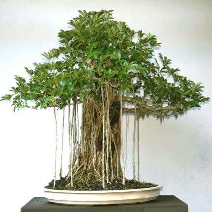 Schefflera arboricola - Hawaiian Elf Schefflera Bonsai Seeds + Bonsai eBook