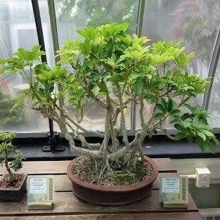 Schefflera arboricola - Hawaiian Elf Schefflera Bonsai Seeds + Bonsai eBook