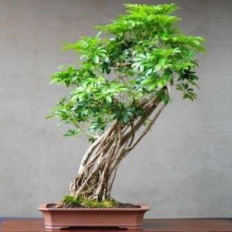 Schefflera arboricola - Hawaiian Elf Schefflera Bonsai Seeds + Bonsai eBook