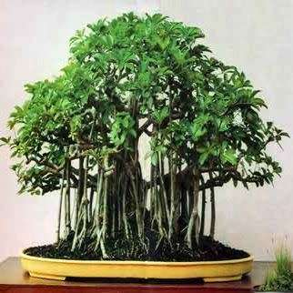 Schefflera arboricola - Hawaiian Elf Schefflera Bonsai Seeds + Bonsai eBook