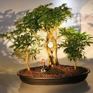 Schefflera arboricola - Hawaiian Elf Schefflera Bonsai Seeds + Bonsai eBook