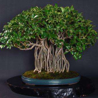 Schefflera arboricola - Hawaiian Elf Schefflera Bonsai Seeds + Bonsai eBook