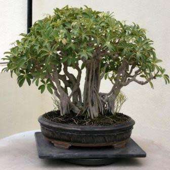 Schefflera arboricola - Hawaiian Elf Schefflera Bonsai Seeds + Bonsai eBook