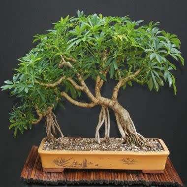 Schefflera arboricola - Hawaiian Elf Schefflera Bonsai Seeds + Bonsai eBook