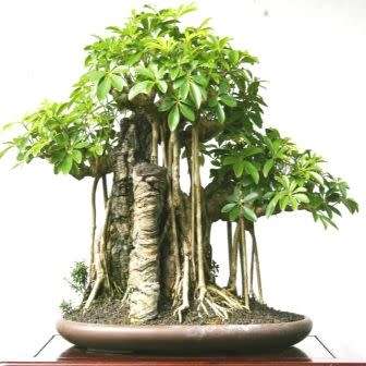 Schefflera arboricola - Hawaiian Elf Schefflera Bonsai Seeds + Bonsai eBook