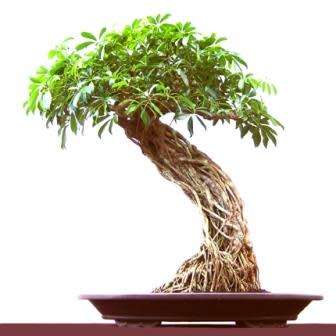 Schefflera arboricola - Hawaiian Elf Schefflera Bonsai Seeds + Bonsai eBook