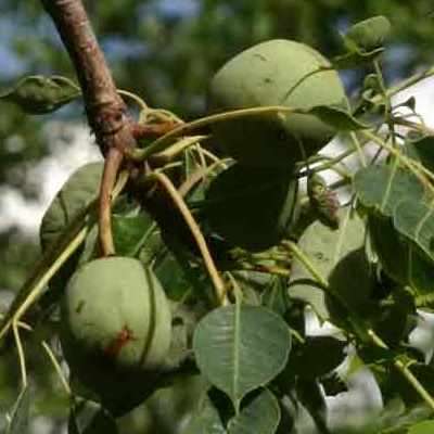 Sclerocarya birrea subsp. caffra - Marula Tree Seeds - Indigenous Edible Fruit Medicinal