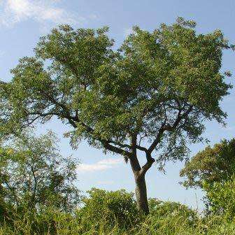 Sclerocarya birrea subsp. caffra - Marula Tree Seeds - Indigenous Edible Fruit Medicinal