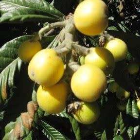 Sclerocarya birrea subsp. caffra - Marula Tree Seeds - Indigenous Edible Fruit Medicinal