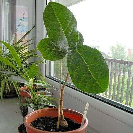 Ficus glumosa - African Rock-fig - 10+ Seed Pack - Indigenous Bonsai - Combined Global Shipping