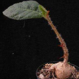 Ficus glumosa - African Rock-fig - 10+ Seed Pack - Indigenous Bonsai - Combined Global Shipping