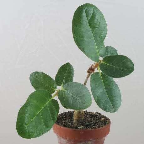 Ficus glumosa - African Rock-fig - 10+ Seed Pack - Indigenous Bonsai - Combined Global Shipping