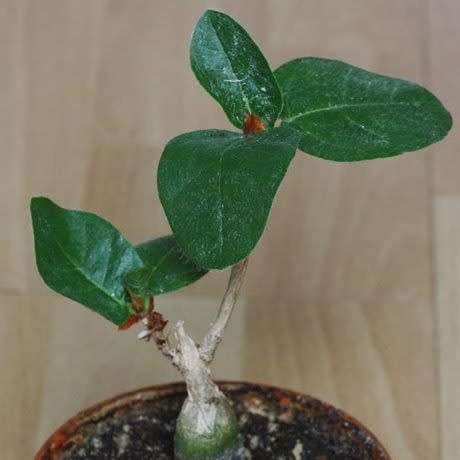 Ficus glumosa - African Rock-fig - 10+ Seed Pack - Indigenous Bonsai - Combined Global Shipping