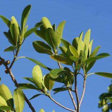 5 Ficus ilicina - Laurel Fig Seeds - South African Indigenous Tree - Combined Worldwide Shipping