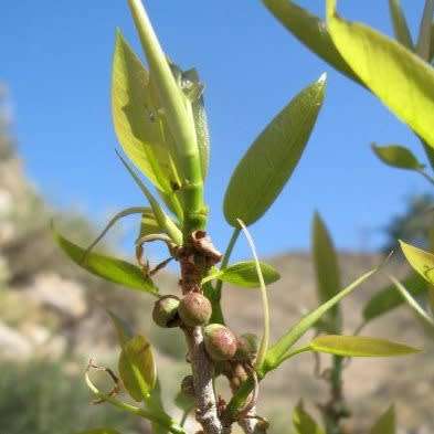 5 Ficus ilicina - Laurel Fig Seeds - South African Indigenous Tree - Combined Worldwide Shipping