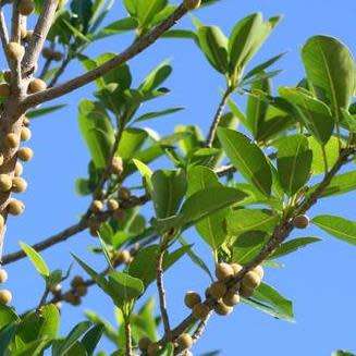 5 Ficus ilicina - Laurel Fig Seeds - South African Indigenous Tree - Combined Worldwide Shipping