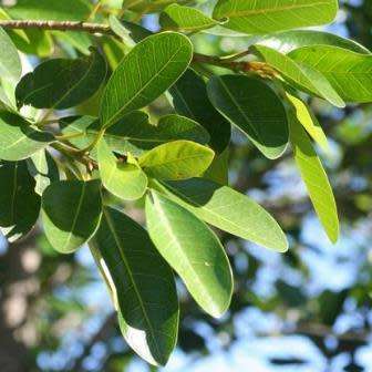 5 Ficus ilicina - Laurel Fig Seeds - South African Indigenous Tree - Combined Worldwide Shipping