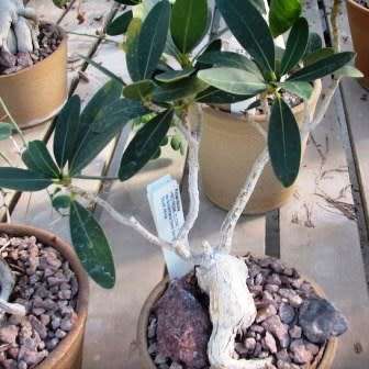 5 Ficus ilicina - Laurel Fig Seeds - South African Indigenous Tree - Combined Worldwide Shipping