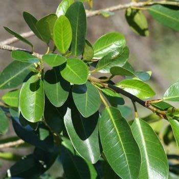 5 Ficus ilicina - Laurel Fig Seeds - South African Indigenous Tree - Combined Worldwide Shipping