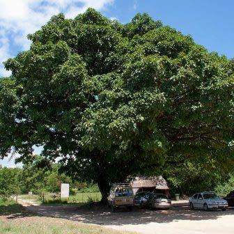 5 Ficus lutea Seeds - Rock Fig - Indigenous to South Africa - Combined Worldwide Shipping