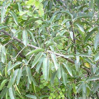 Ficus salicifolia, Natal Fig Tree, 10+ Seed Pack, Indigenous Evergreen Medicinal - Combined Shipping