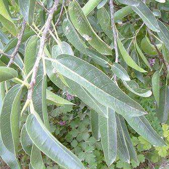 Ficus salicifolia, Natal Fig Tree, 10+ Seed Pack, Indigenous Evergreen Medicinal - Combined Shipping