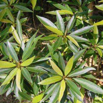 Ficus salicifolia, Natal Fig Tree, 10+ Seed Pack, Indigenous Evergreen Medicinal - Combined Shipping