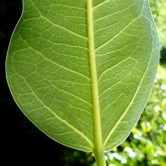 Ficus salicifolia, Natal Fig Tree, 10+ Seed Pack, Indigenous Evergreen Medicinal - Combined Shipping