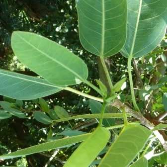 Ficus salicifolia, Natal Fig Tree, 10+ Seed Pack, Indigenous Evergreen Medicinal - Combined Shipping