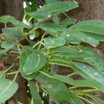 Ficus salicifolia, Natal Fig Tree, 10+ Seed Pack, Indigenous Evergreen Medicinal - Combined Shipping