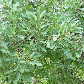 Ficus salicifolia, Natal Fig Tree, 10+ Seed Pack, Indigenous Evergreen Medicinal - Combined Shipping