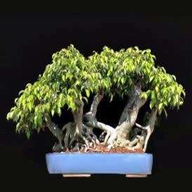 Ficus thonningii, Bark-cloth Fig Bonsai Seeds - Indigenous to South Africa - Combined Global Ship