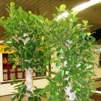 Ficus thonningii, Bark-cloth Fig Bonsai Seeds - Indigenous to South Africa - Combined Global Ship