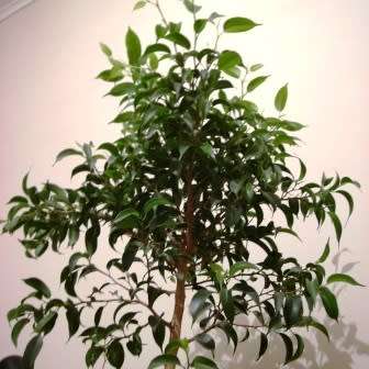 Ficus thonningii, Bark-cloth Fig Bonsai Seeds - Indigenous to South Africa - Combined Global Ship