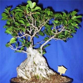 Ficus thonningii, Bark-cloth Fig Bonsai Seeds - Indigenous to South Africa - Combined Global Ship