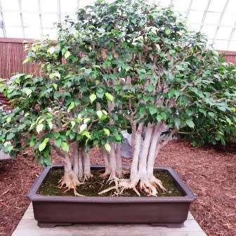 Ficus thonningii, Bark-cloth Fig Bonsai Seeds - Indigenous to South Africa - Combined Global Ship