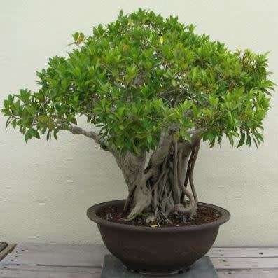 Ficus thonningii, Bark-cloth Fig Bonsai Seeds - Indigenous to South Africa - Combined Global Ship