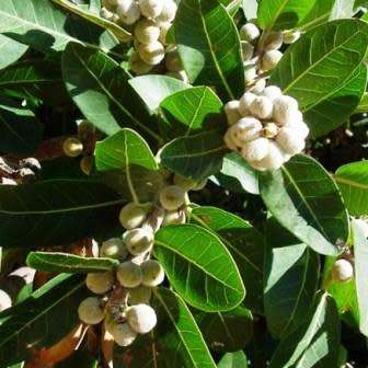 Ficus thonningii, Bark-cloth Fig Tree - 5 Seed Pack - Indigenous Evergreen Edible Fruits