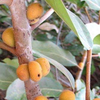 Ficus thonningii, Bark-cloth Fig Tree - 5 Seed Pack - Indigenous Evergreen Edible Fruits