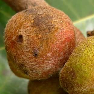 Ficus thonningii, Bark-cloth Fig Tree - 5 Seed Pack - Indigenous Evergreen Edible Fruits