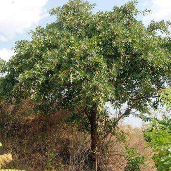 Ficus thonningii, Bark-cloth Fig Tree - 5 Seed Pack - Indigenous Evergreen Edible Fruits